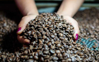 Após Fiagro de R$ 70 milhões, Culttivo leva crédito a cafeicultores e projeta nova captação