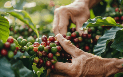 Produção climate-smart: prática ou teoria?