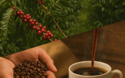 Do campo à xícara: o que a rastreabilidade tem a ver com o consumo de café?
