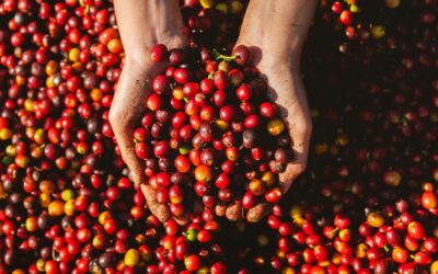 Culttivo, a fintech do café, vai dobrar de tamanho — R$ 300 milhões é logo ali