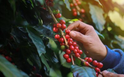 Café “muda narrativa”, começa a devolver alta e pode cair 35% até dezembro