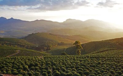 Na alta do café, cooperativas despertam apetite de investidores