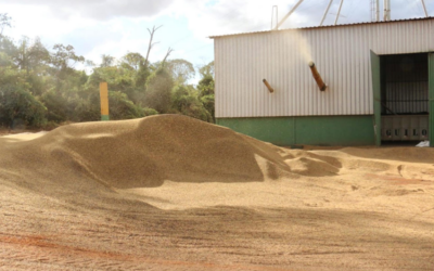 From Bean to Balance: How Culttivo Is Changing Coffee Financing in Brazil